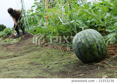 Harvest of watermelon 23353236