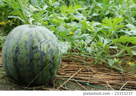 Harvest of watermelon 23353237