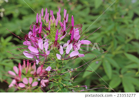 白花菜 白花菜 23353277