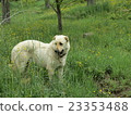 Turkish sivas kangal big dogs. 23353488