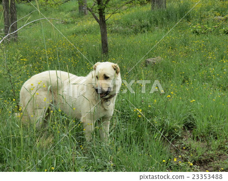 Turkish sivas kangal big dogs. 23353488