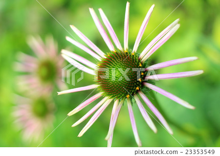 Echinacea 23353549