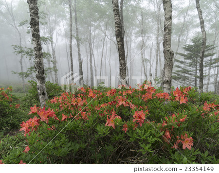 Shirakaba Plain的Renge杜鵑花 Shirakaba Plain的Renge杜鵑花 23354149