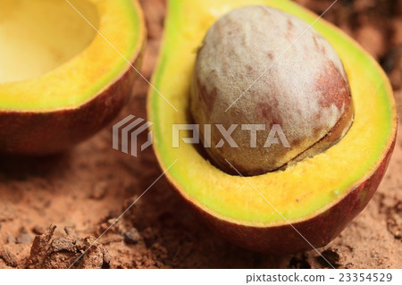 Avocado Avocado 23354529