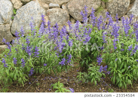 Lavender purple flowers 23354584