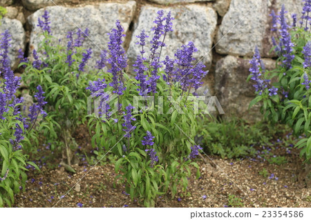 薰衣草紫色的花朵 23354586