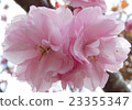 Cherry Blossoms   23355347