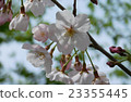 Cherry Blossoms	 23355445