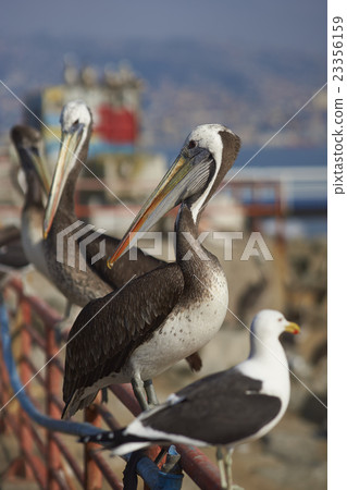 Seabirds at the Fish Market Seabirds at the Fish Market 23356159