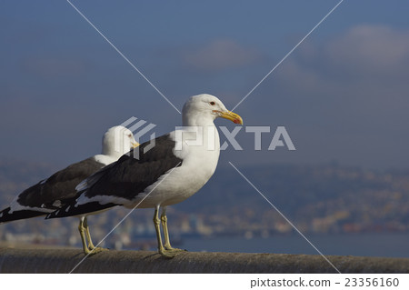 Kelp Gulls 23356160