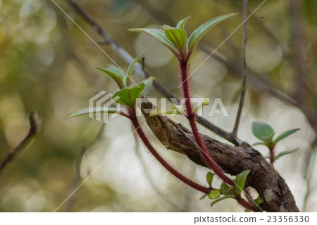 Red ivy Red ivy 23356330