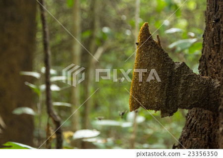 Stingless Bee 23356350
