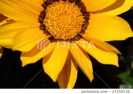 Yellow Gazania 23356536