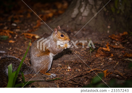 Squirrel eating nut Squirrel eating nut 23357243