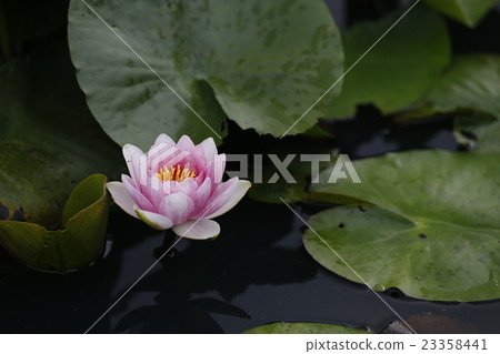 Water lily Water lily 23358441