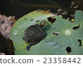 Turtle 23358442
