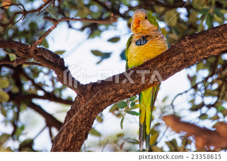 Parrot on the tree in Ciutadella Park in Barcelona 23358615