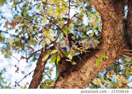 Parrots on the tree in Ciutadella Park, Barcelona 23358616