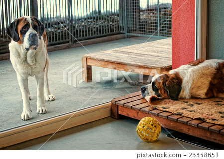 Saint Bernard dogs separated by the window glass 23358651