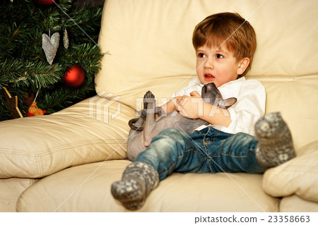 Small boy on the sofa at the Christmas tree Small boy on the sofa at the Christmas tree 23358663