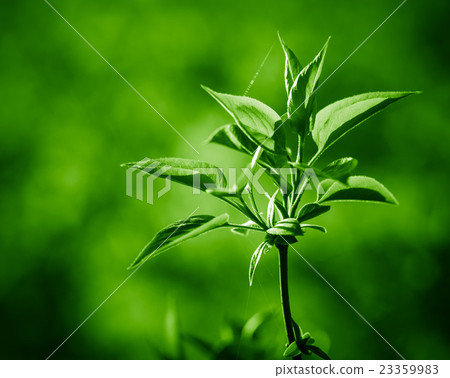 Spring twig of fresh green leaves. Spring concept. 23359983