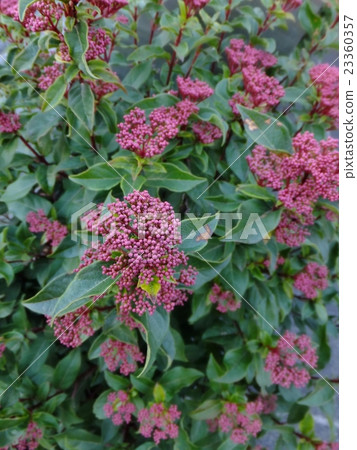 Vivanum Western bull's bud Vivanum Western bull's bud 23360357