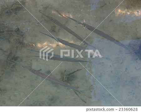 A group of ducks found at the pier of Palau / Karp Island A group of ducks found at the pier of Palau / Karp Island 23360628