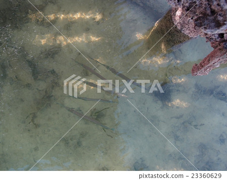 A group of ducks found at the pier of Palau / Karp Island 23360629