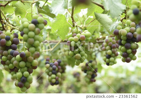 Grape  23361562