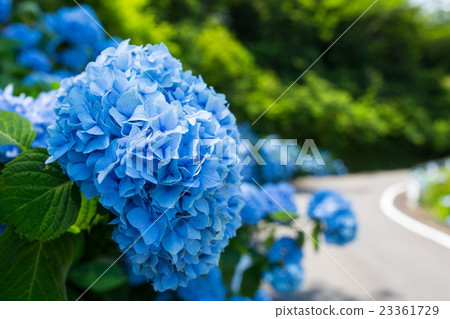 繡球花繡球花 繡球花繡球花 23361729