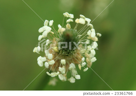 I see a natural plant Hella octopus, summer, I saw a lot of small flowers on the tip of a long stalk at the road 23361766