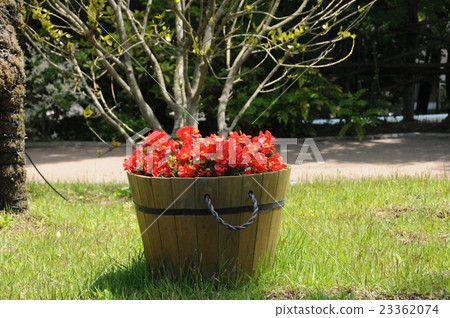 Planter flowers Planter flowers 23362074
