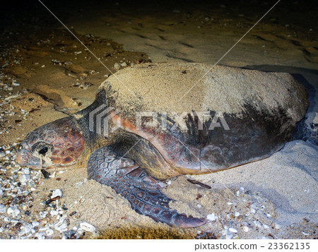 產生海龜 23362135