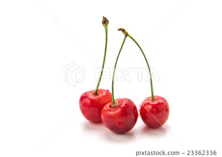 Cherry Cherry 23362336