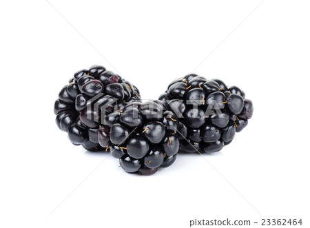 blackberry isolated on the white background blackberry isolated on the white background 23362464