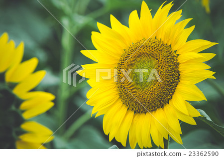 Sun Flower Sun Flower 23362590