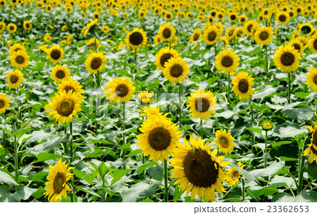 向日葵田 向日葵田 23362653