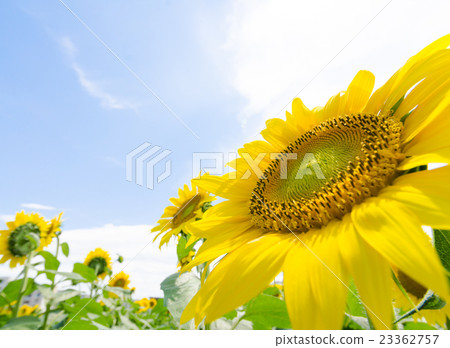 sunflower sunflower 23362757