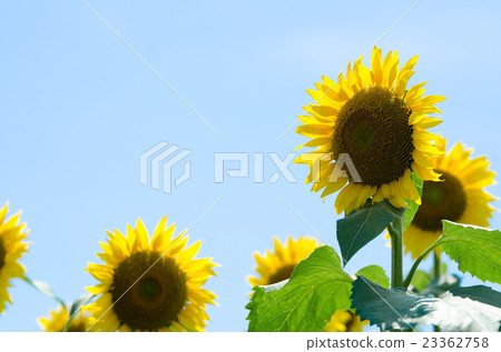 sunflower sunflower 23362758