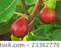 fig 23362776