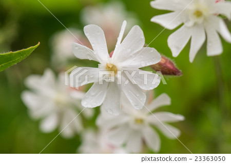 Pearl oyster. July. Hokkaido · Moiwa mountain Pearl oyster. July. Hokkaido · Moiwa mountain 23363050