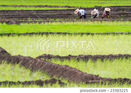 the rice fields 23363225