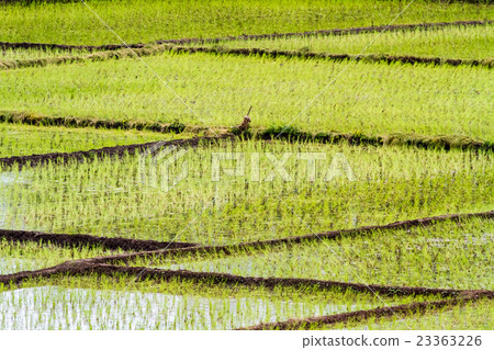 the rice fields 23363226