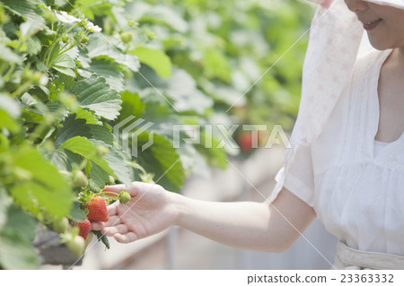 Ichigo農夫的女人 23363332