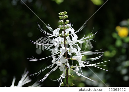 貓豆芽 貓豆芽 23363632