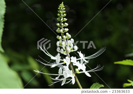 Feline bean sprouts 23363633