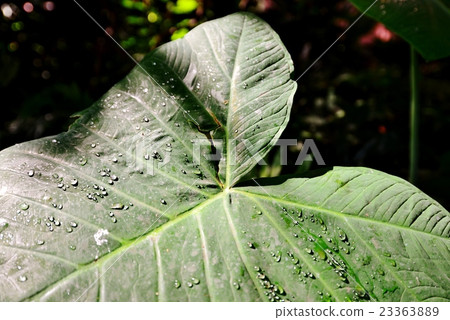 夏威夷的假期 23363889