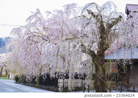Kakanoda's ferns of citadel, Semboku, Akita prefecture 23364024