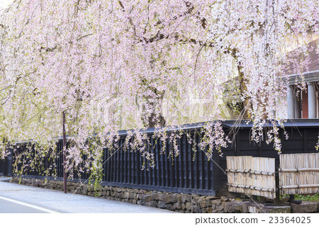 Kakanoda's ferns of citadel, Semboku, Akita prefecture Kakanoda's ferns of citadel, Semboku, Akita prefecture 23364025
