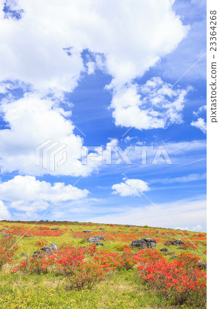 Kirigamine plateau's Azalea azalea Suwa-shi Nagano prefecture Kirigamine plateau's Azalea azalea Suwa-shi Nagano prefecture 23364268